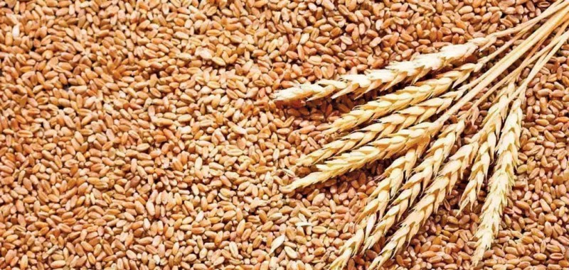 मधेस प्रदेशमा गहुँ उत्पादनमा कमी