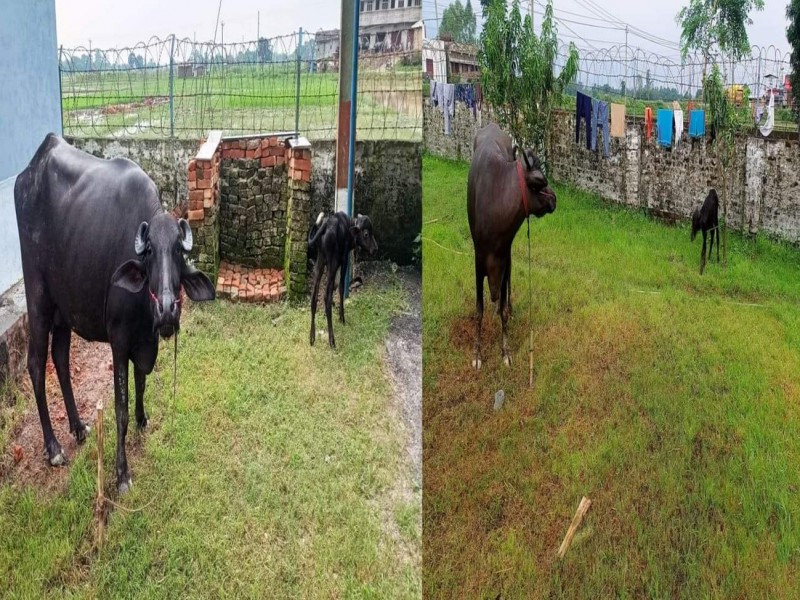 सशस्त्र प्रहरीद्वारा तस्करीको उदेश्यले भित्राएको २ वटा भैसी पक्राउ।