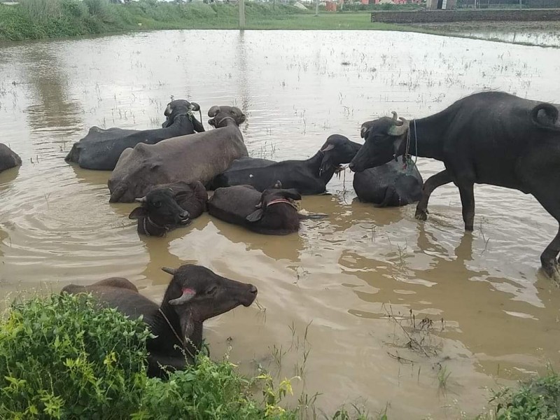 सशस्त्र प्रहरी बल अलौको सक्रियताले  १७ वटा भैसी बरामद ।