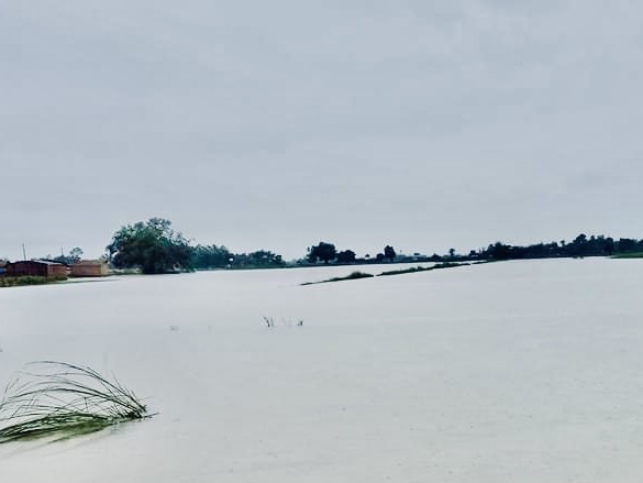 पर्सामा राती परेको पानीबाट धानको बिउ डुबान|