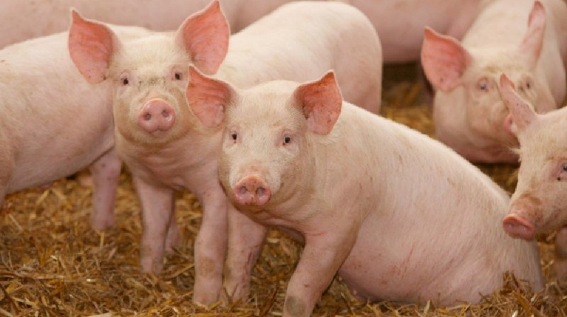 सुनसरीमा स्वाइन फ्लु, बंगुर ओसारपसारमा प्रतिबन्ध