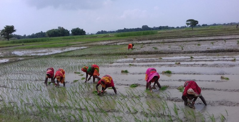 सङ्कटग्रस्त मधेशमा ‘अमृत’ वर्षा : धान रोपाइँमा किसान आकर्षित