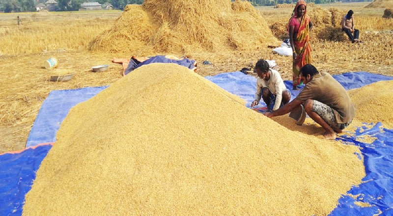 मधेस प्रदेशमा धान उत्पादन बढ्यो, कुन जिल्लामा कति ?