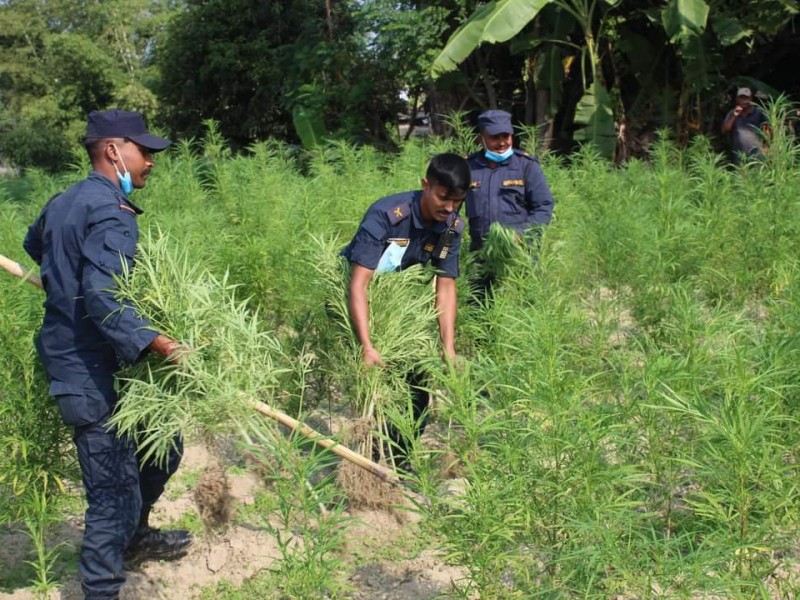 पर्साको ठोरीमा लगाइएको गाँजा खेती प्रहरीद्वारा फँडानी गरी नष्ट।