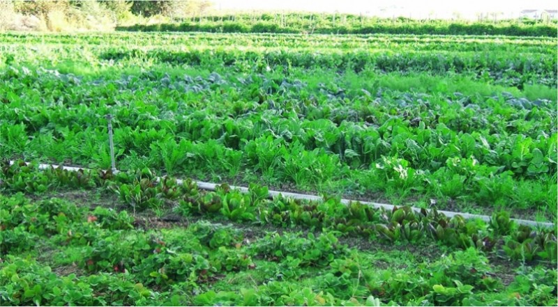 २१ वर्ष विदेशमा केही गर्न नसकेका घिमिरेले स्वदेशमा तरकारी खेतीबाट बदलेको जीवन