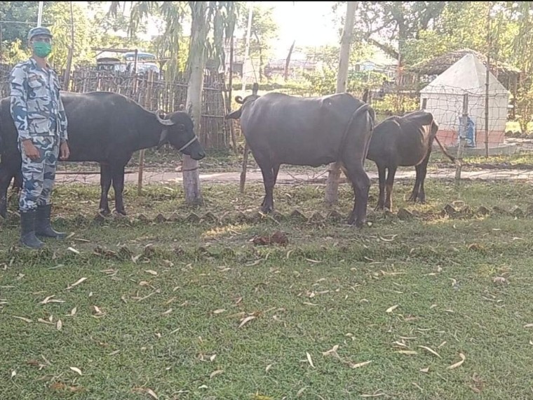 अवैध तरिकाबाट नेपाल भित्रिएको १७ वटा भैंसी स्कवाड टोलिद्वारा नियन्त्रण।