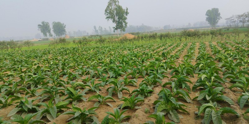 महोत्तरीमा आम्दानीको आकर्षक माध्यम बन्दै सुर्तीखेती