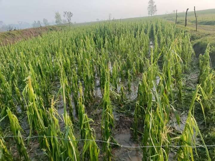 रौतहटमा बेमौसमी असिनापानी : कृषिबालीमा क्षति, घोगा लागेको मकै सखाप