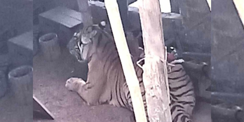 सप्तरीमा बाघको आक्रमणबाट दुई जना घाइते