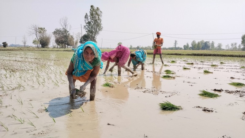 धनुषामा वर्षेनी बढ्दै चैते धानको उत्पादन