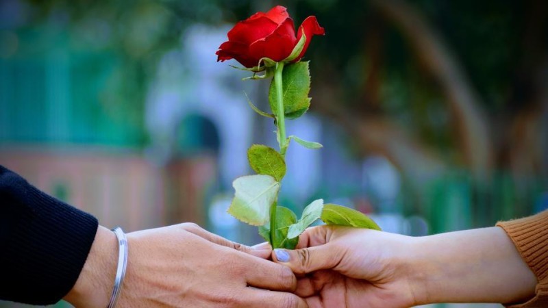 भ्यालेन्टाइन सप्ताह सुरु, आज ‘रोज डे’