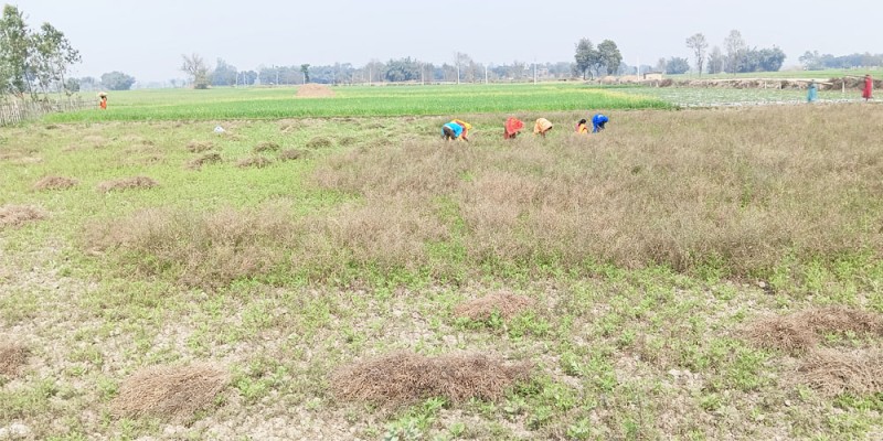 बारामा ११ हजार मेट्रिकटन तेलहन बाली उत्पादन