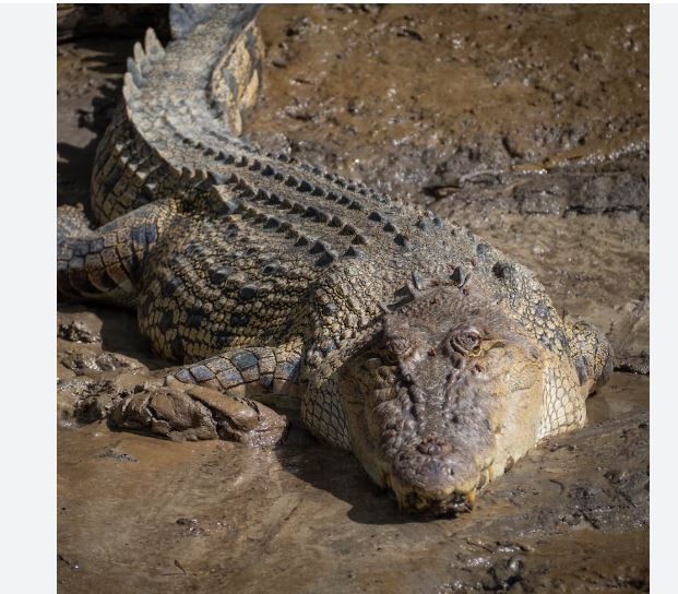 नेतान्याहु सरकारले २६२ गोहीको गोली हानेर हत्या गरेपछि पर्याबरणबिद्को आपत्ति