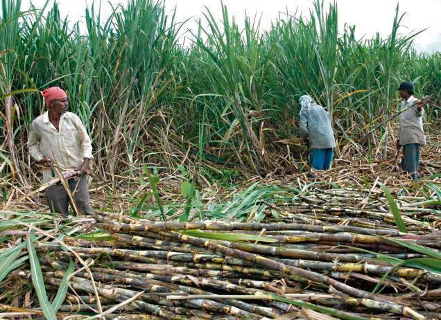 सर्लाहीका ४७ जना उखु किसान सम्मानित