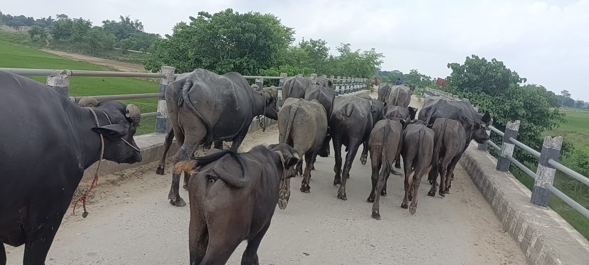 सशस्त्र प्रहरी बल प्रसौनीद्वारा २६ वटा भैंसी नियन्त्रणमा ।